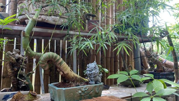 Nhiều bonsai từ cây tre độc nhất vô nhị ra đời như dáng rồng, dáng hình bản đồ chữ S...