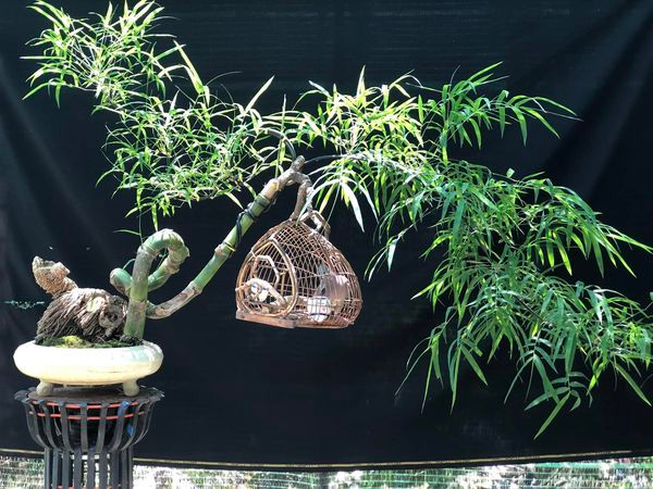 Với những hình dáng "quái dị", nhiều khách sẵn sàng chi vài chục triệu để sở hữu. Nguồn ảnh: FBNV