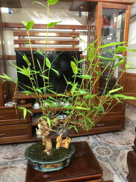 Tre ngà cắt tỉa nhiều lần, lá nhỏ, phù hợp trang trí trong phòng khách.