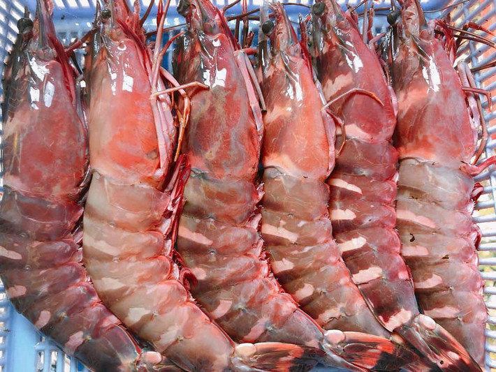Ngoài hàng tươi sống, trên thị trường cũng bán tôm sú cọp ủ đá, giá dưới 1 triệu đồng/kg. Ảnh: Tiền phong