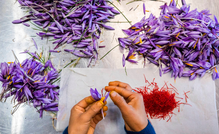 Ở Ba Tư cổ đại, sợi nghệ tây được dệt thành vải, dâng lên các vị thần theo nghi thức và sử dụng trong thuốc nhuộm, nước hoa, thuốc và nước tắm. Ảnh: Getty