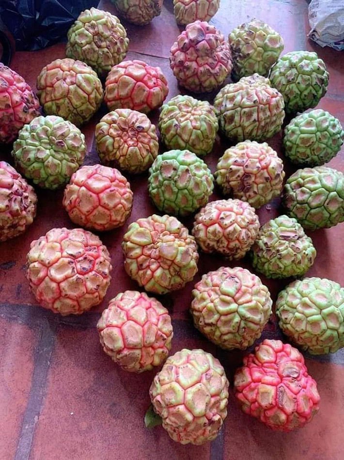 Để có số lượng lớn, thương lái phải đặt bà con vào rừng tìm hái và gom nhiều nơi.
