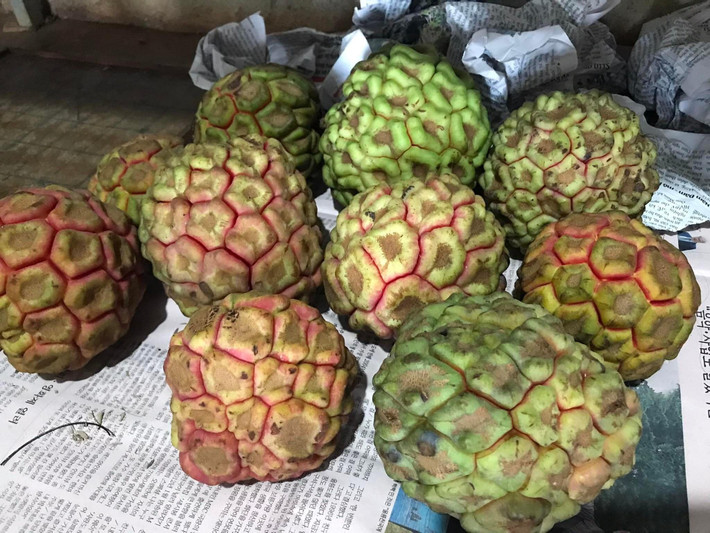 Na rừng có tên gọi khác là nắm cơm, na dây, ngũ vị tử nam... Thời gian gần đây, na rừng được khách hàng săn lùng về làm thuốc, chữa bệnh.