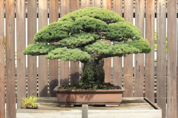Cây thông trắng Nhật Bản 'Miyajima' từng được bán với giá 1,3 triệu USD tại Hội nghị Bonsai Quốc tế 2011, phá vỡ mọi kỷ lục trước đó. Ảnh: A-z-animals