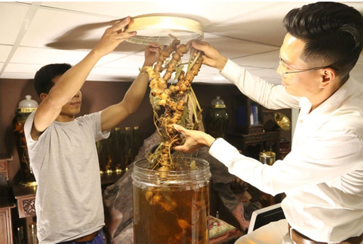 Năm 2019, một đại gia ở Hà Nội đã bỏ ra gần 2 tỷ đồng để sở hữu củ sâm Ngọc Linh tự nhiên, nặng 2,7 kg, dài 1,2 m. Ảnh: Dân Trí