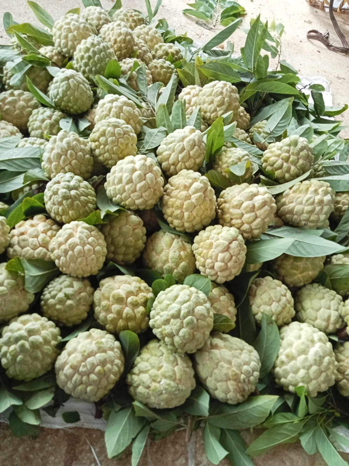 Khoảng từ cuối tháng 7 đến đầu tháng 10 hằng năm, vùng trồng na ở Chi Lăng vào mùa chín rộ. Ảnh: Facebook