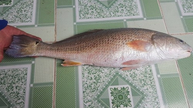 Đặc điểm của cá sủ vàng là mõm nhọn, miệng rộng, màu vàng nghệ, hàm dưới kéo dài tới dưới sau hốc mắt, răng khỏe, vây lưng dài. Ảnh: Cand