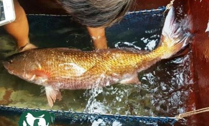 Các món ăn chế biến từ thịt cá sủ vàng nằm trong tốp 10 món ăn ưa thích nhất của người Hồng Kông và thuộc loại đắt nhất thế giới. Ảnh: Baokhuyennong