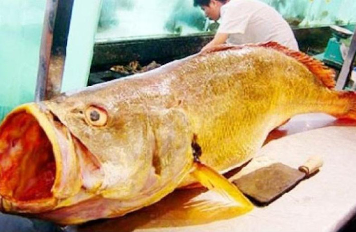 Về dinh dưỡng, thịt cá sủ vàng ăn tươi cũng có mùi vị thơm ngon, bóng cá phơi khô là thực phẩm có giá trị dinh dưỡng cao (ngang với nhân sâm vì bổ gan, thận). Ảnh: Baokhuyennong