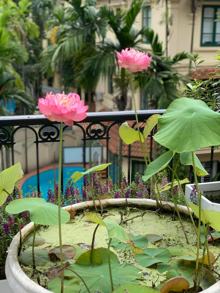 Trên sân thượng, Hoa hậu Nguyễn Thị Huyền trồng các loại hoa tô điểm cho không gian sống.