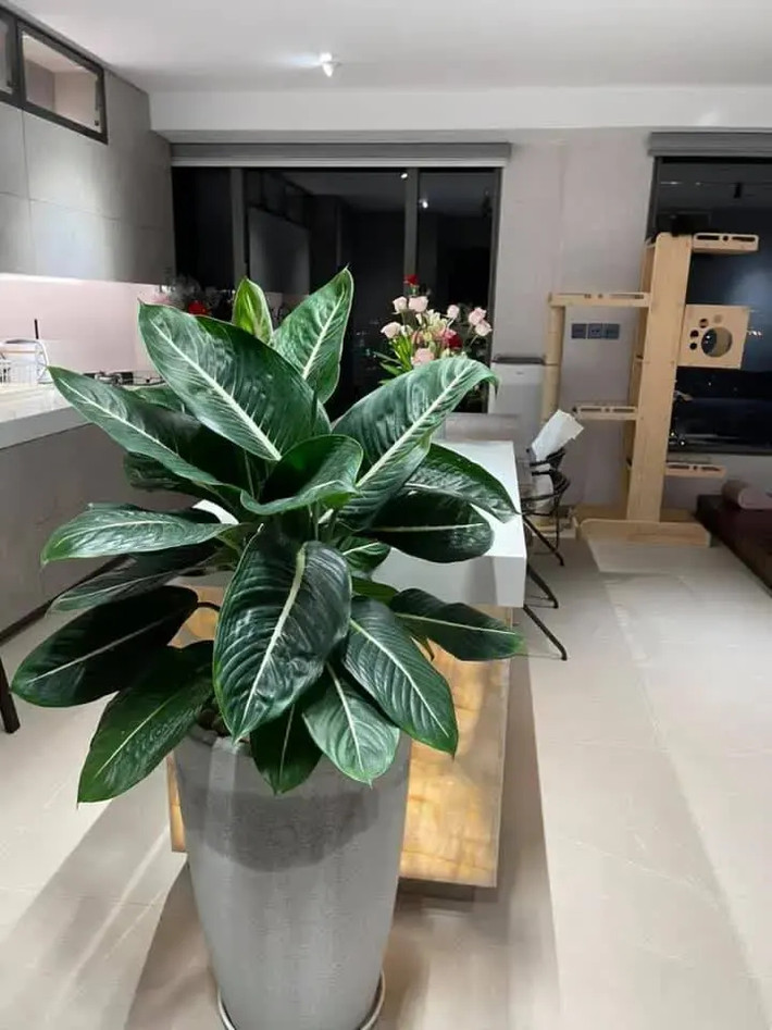 Trấn Thành không lựa chọn thiết kế tách biệt mà nối liền không gian phòng khách với nhà bếp giúp tạo cảm giác gần gũi hơn.