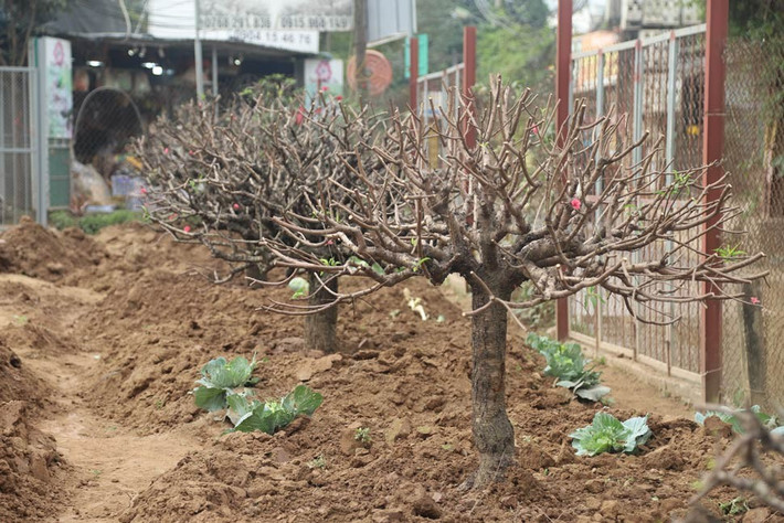 Đào được trồng lại không chỉ là những gốc đào mua của các nhà vườn mà còn là những gốc đào cổ thụ, đào thế giá vài chục triệu đồng mua từ nơi khác về. Ảnh: Tiền phong