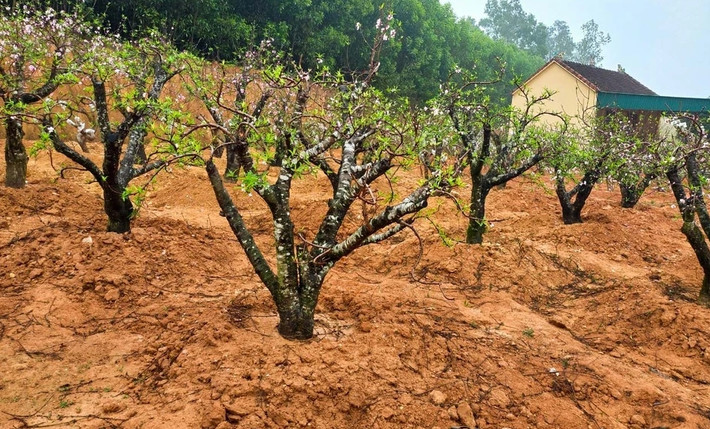 Không ít nhà vườn nhận chăm cả trăm gốc đào, thu tới cả trăm triệu/năm. Ảnh: Báo Nghệ An