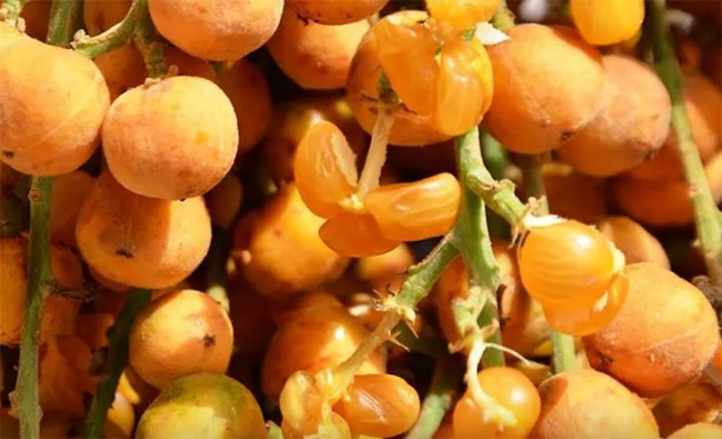 Quảng Ngãi có một thứ quả đặc sản nghe tên lạ mà nhiều người thành phố chưa được thưởng thức, đó là quả nẻ (hay trái ré). Quả nẻ có lớp vỏ khá dày nhưng khi chín chỉ cần bóp nhẹ là vỏ tách ra. Ảnh: Dân Việt