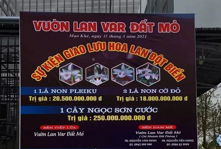 Tháng 3/2021, mạng xã hội xôn xao trước thông tin một chủ vườn lan ở Quảng Ninh bán giống cây lan Ngọc Sơn Cước với giá 250 tỷ. Ảnh: Vietnamnet