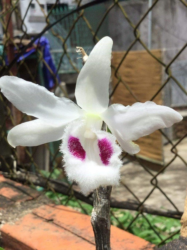 Cây lan dài 14cm, đang ra 1 mầm nối, 2 kei, ngọn vẫn phát triển mạnh. Sau một ngày rao bán không có ai mua nên giao dịch này đã không diễn ra. Trên trang cá nhân, chủ nhân cho biết sẽ giữ lại cây lan đột biến này. Ảnh: FBNV