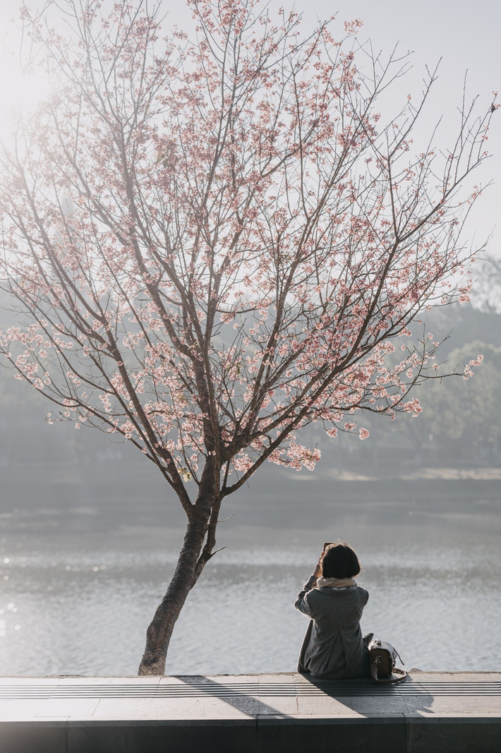 Những ngày đầu năm, Đà Lạt thu hút nhiều du khách bởi những cây mai anh đào bắt đầu bung nở khoe sắc.