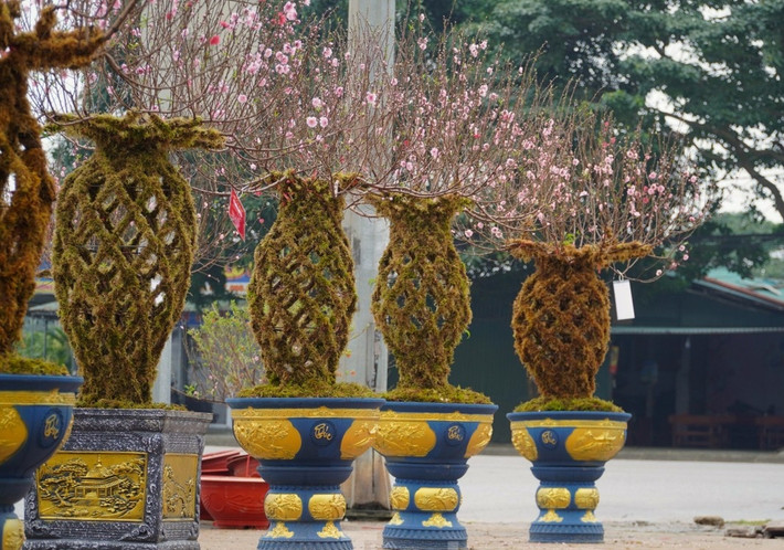 Những cây đào này được bày bán bởi anh Trần Đức Việt (ngụ TP Hà Tĩnh, tỉnh Hà Tĩnh). Anh Việt cho biết mua những cây đào lộc bình này từ Lào Cai, sau đó vận chuyển về TP Hà Tĩnh. Ảnh: Tiền phong