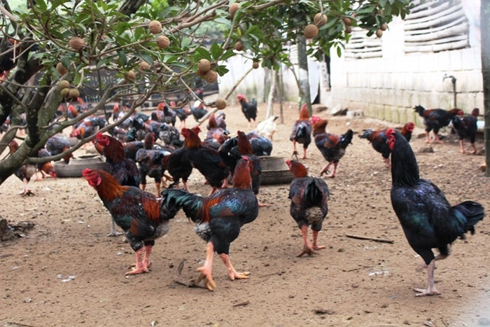 Gà Móng là giống gà đặc sản của vùng đất Tiên Phong, huyện Duy Tiên, tỉnh Hà Nam. Giống gà này được đưa vào sách đỏ Việt Nam từ năm 2003. Ảnh: Dân trí