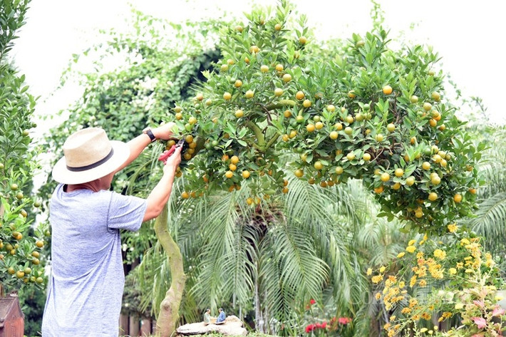 Tại làng Tứ Liên (Tây Hồ, Hà Nội), nhà vườn tung ra thị trường những cây quất cảnh hình rồng độc lạ. Ảnh: Công thương
