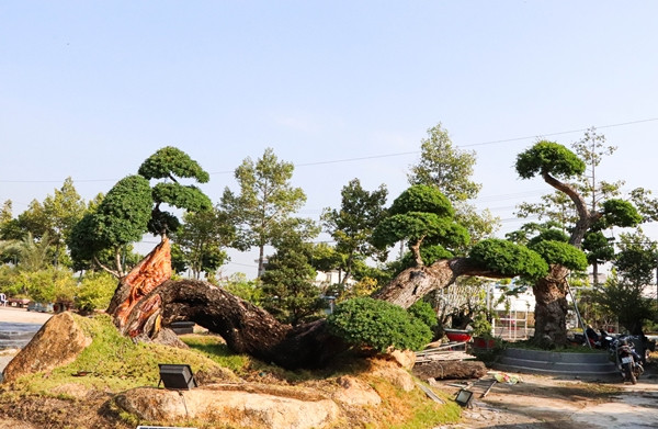 Cây me keo dáng rồng hơn 50 năm tuổi, dài 10m tại vườn bonsai Phúc Lộc (TP.Bà Rịa) thu hút sự quan tâm của nhiều khách hàng. Ảnh: Baobariavungtau