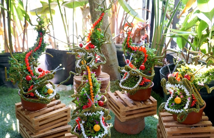 Bonsai linh vật rồng được tạo hình sinh động và bắt mắt. Anh: Plo
