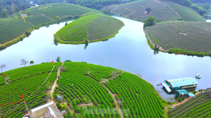 Nơi đây có cả trăm hộ dân trồng chè với diện tích lên đến hàng trăm ha. Những đồi chè xanh bát ngát, bao quanh bởi hồ nước trong xanh tạo nên nét vẽ đầy thơ mộng trong bức tranh quê hương xứ Nghệ thu hút đông đảo giới trẻ đến tham quan và check in.
