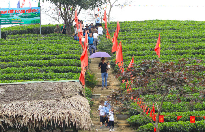 Những ngày đầu năm mới, du khách thập phương lại du xuân đến đảo chè để chụp ảnh check in.