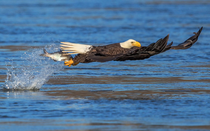 Đại bàng bắt cá dưới sông ở thành phố Conowingo, bang Maryland, Mỹ.