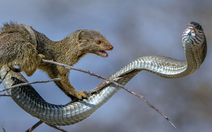 Rắn độc trở thành bữa ăn ngon cho con cầy ở vườn quốc gia Etosha, Namibia.