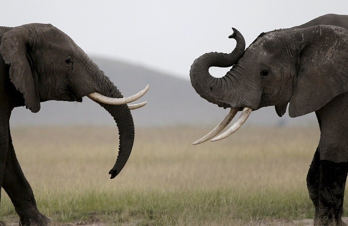 Cặp voi chơi đùa với nhau trong vườn quốc gia Amboseli, Kenya.
