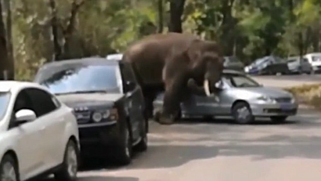 Con voi giận dữ giẫm đạp và húc hàng loạt ô tô trên đường di chuyển của nó.