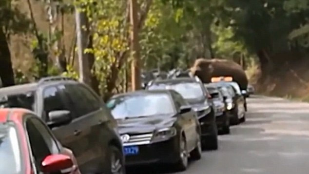 Con voi đực khổng lồ trút giận dữ lên những chiếc ô tô sau khi thất bại trong cuộc chiến tranh giành bạn tình.