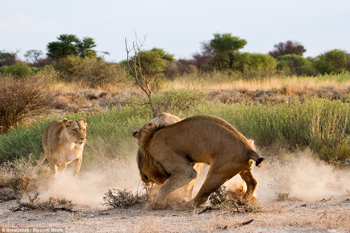 Nhiếp ảnh gia Leon Botha ghi lại cảnh tượng sư tử cái đánh ghen trong vườn quốc gia Kgalagadi ở Botswana.