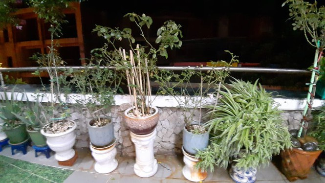 Ngoài hành lang căn hộ trồng rất nhiều hoa. Ảnh: Tiền phong.
