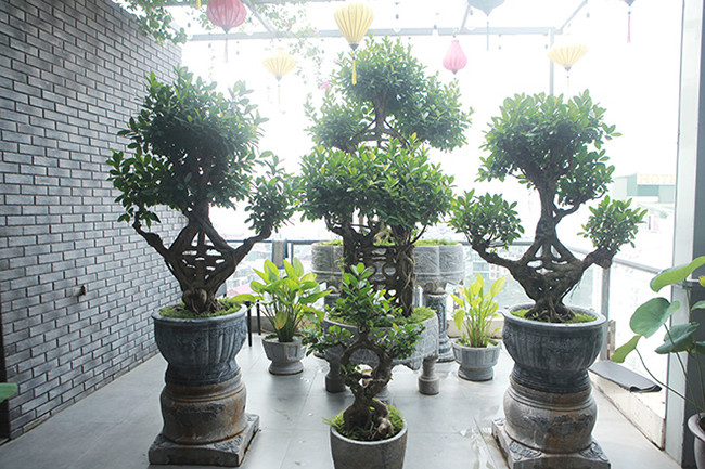 Bộ tác phẩm si cổ gồm 5 cây, có tên “Song hỷ lâm môn/ Ngũ phúc trường tồn” của ông Nguyễn Gia Thọ (Nghi Tàm, Hà Nội) rất độc đáo, có 1-0-2 ở Việt Nam.