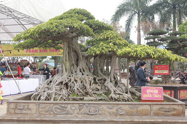 Anh Hưng cho biết năm 2018, tại triển lãm ở Bắc Ninh đã có người trả 2,8 tỷ đồng nhưng anh vẫn chưa bán bởi muốn cây hoàn thiện hơn nữa. Ảnh: Dân Việt.