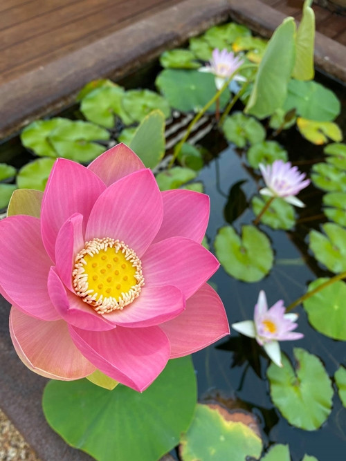 Khu vườn của Dương Mỹ Linh mang màu sắc riêng vào mỗi mùa trong năm. Mùa hè, hoa sen nở đầy trên mặt hồ.