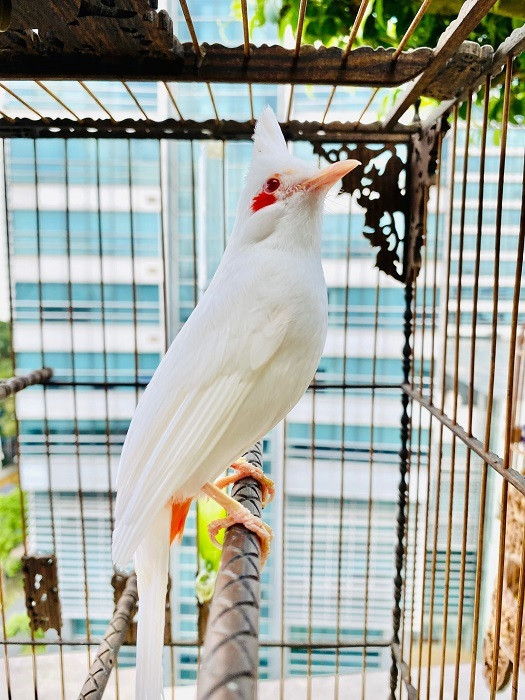 "Bạch vương chào mào” của anh Chương được khách trả nửa tỷ đồng để về làm giống nhưng anh nhất định không bán. Ảnh: Dân Việt.