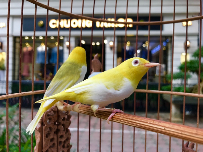 Những chú chim hoàng khuyên có giá từ 100-500 triệu đồng/con cũng khiến nhiều đại gia xuống tiền. Ảnh: Dân Việt.