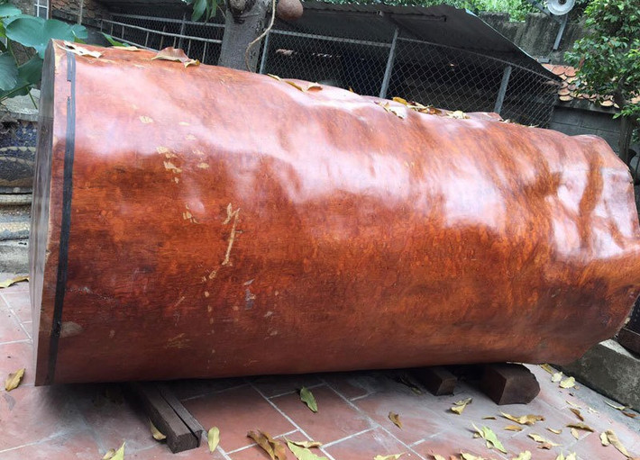 Năm 2019, một khúc gỗ nu Gõ đỏ được trả tới gần 4 tỷ nhưng chủ nhân (ông Minh ở Sapa, Lào Cai) chưa đồng ý bán. Ảnh: Vietnamnet