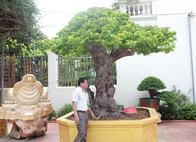 Trong vườn nhà đại gia Toàn “đô la” (ở TP. Việt Trì, Phú Thọ) có một tác phẩm khế cổ thụ tuổi đời khoảng 400 năm. Ảnh: Dân Việt.