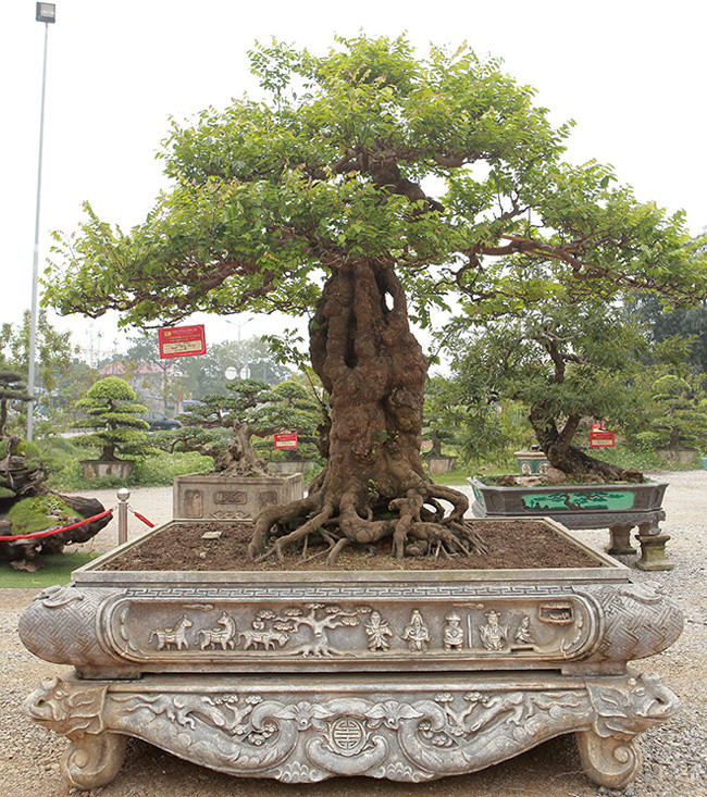 Có mặt tại triển lãm sinh vật cảnh ở Thái Nguyên năm vừa qua, cây khế cảnh độc đáo của ông Nguyễn Hồng Quang ở TP. Thái Nguyên được nhiều người khen ngợi bởi nhìn từ xa cây khế như một bông hoa nở rộ. Ảnh: Người đưa tin.