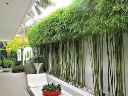 Sân trước rộng thì ngôi nhà càng thoáng mát nhưng theo phong thủy, việc xây nhà quá thụt về phía sau và để chừa sân trước quá dài và rộng là không tốt. Gia chủ có thể khắc phục bằng trồng những cây như mộc lan, lài, tre, trúc… án ngữ.