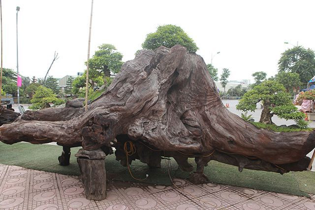 Sự bào mòn của thiên nhiên tạo thành những đường vân rất đẹp trên thân gỗ sao đen. Ảnh: Dân Việt.