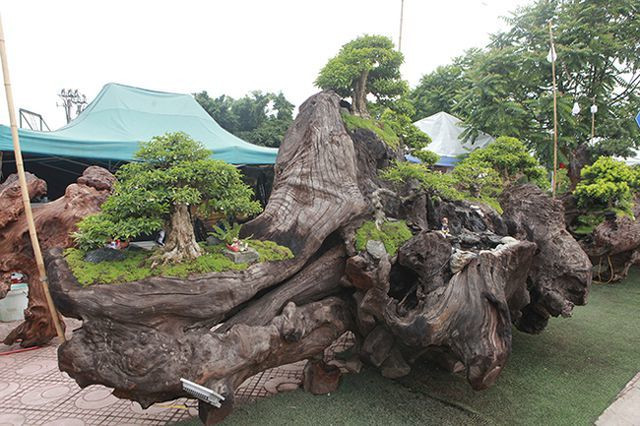 Chủ sở hữu tác phẩm này cùng với cộng sự mất khá nhiều công sức để định hình và tạo thế cho tiểu cảnh. Tính từ khi bắt đầu làm, anh và công sự mất 2 tháng mới hoàn thành. Ảnh: Dân Việt.
