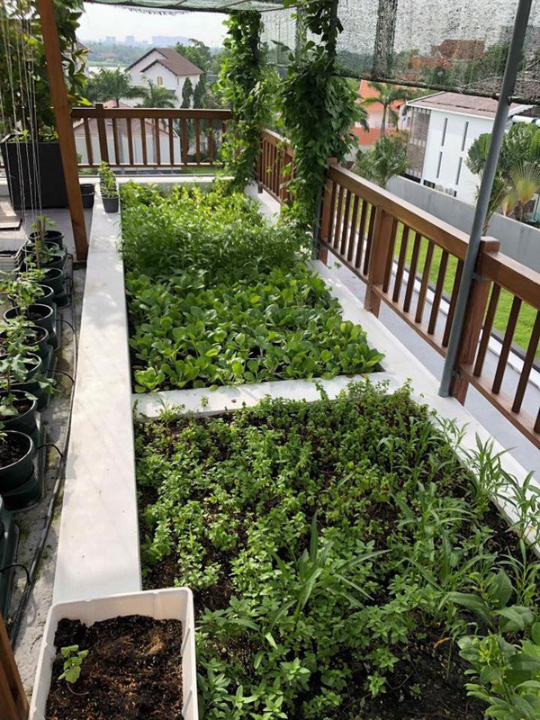 Vườn rau trong nhà Hoa hậu Phương Lê trông rất rất gọn gàng và khoa học. Ảnh: Giadinhnet.