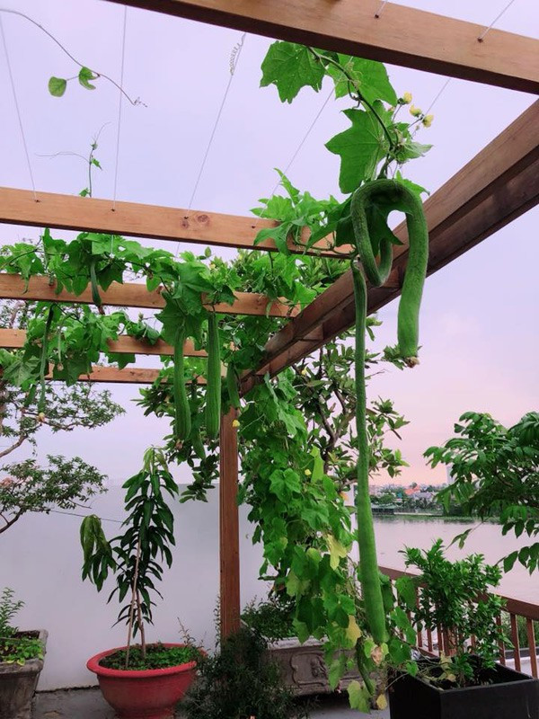Vườn rau trên sân thượng của Hoa hậu Phương Lê có bầu, bí, mướp, dưa leo, đậu bắp, ớt, chanh, nhiều loại rau thơm...Ảnh: Giadinhnet.