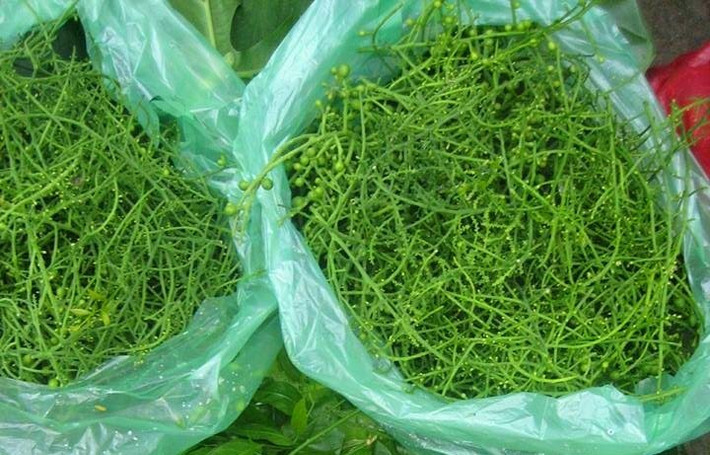 Những người từng thưởng thức hoa rau ngót rừng cho biết, đây là cực phẩm, ăn còn ngon hơn rau ngót rừng nhiều lần khi nấu canh hoặc đồ xôi. Ảnh: Vietnamnet.