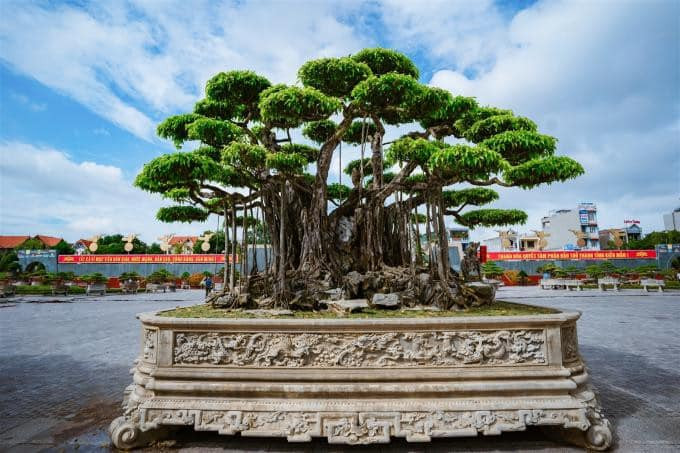 Siêu cây cảnh này có 9 thân vạm vỡ, chắc khỏe tượng trưng cho 9 con rồng hội tụ từ một gốc liền, tay tán bông địa có tỉ lệ đẹp hình thành 81 bông tán tựa tản vân. Ảnh: Người đưa tin.